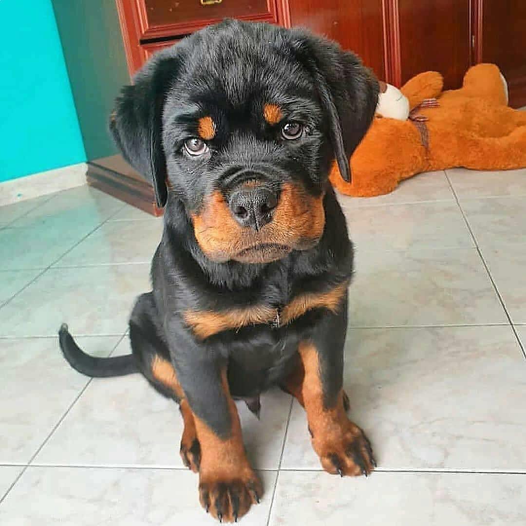 Muffin
