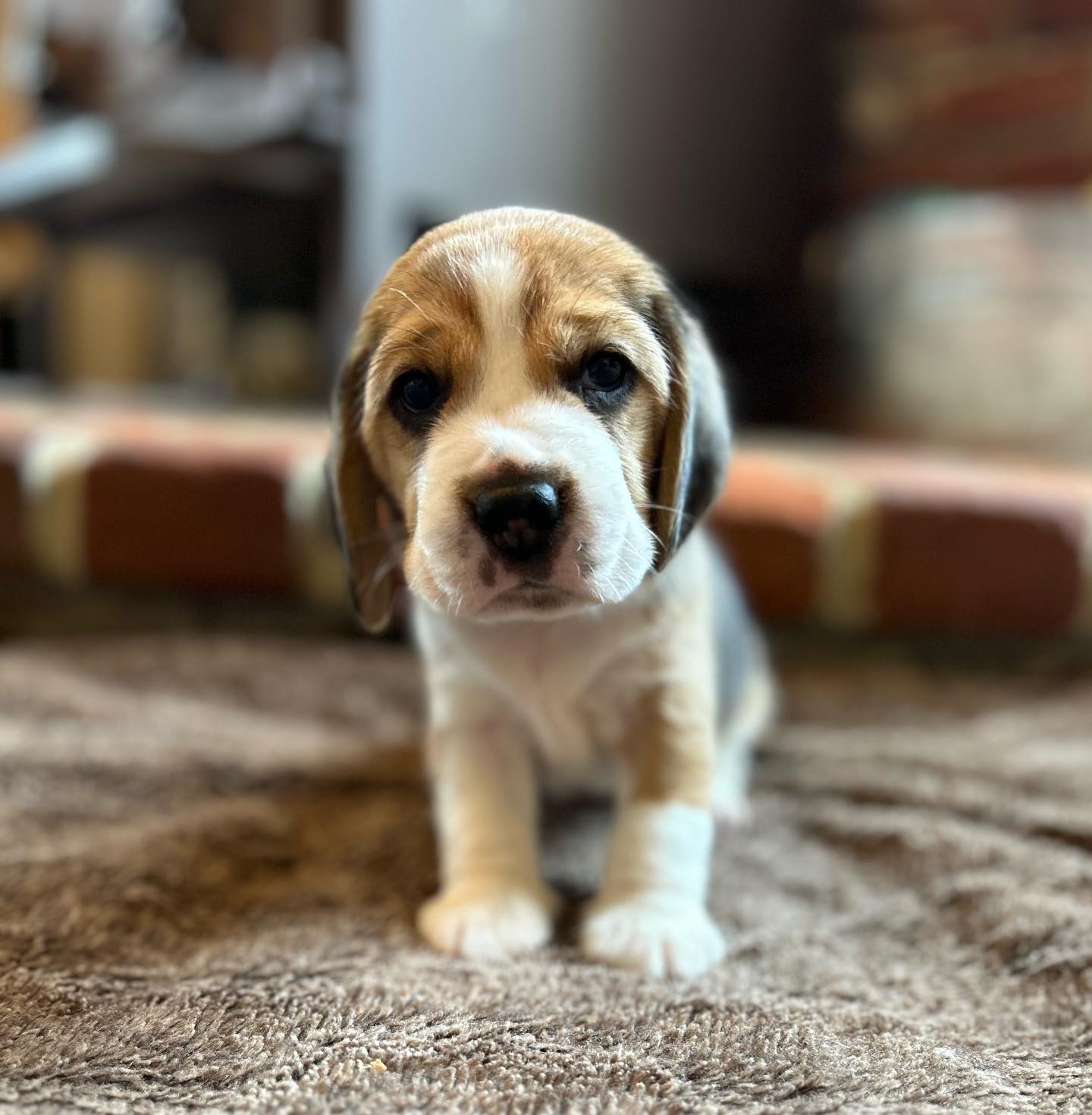 Bruiser