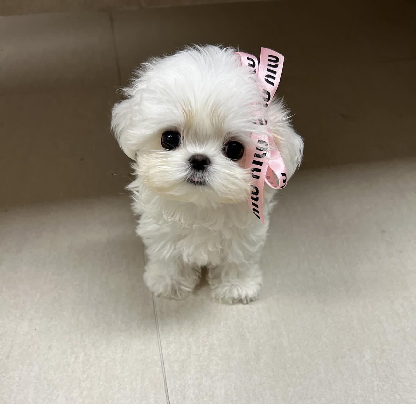 Chewy