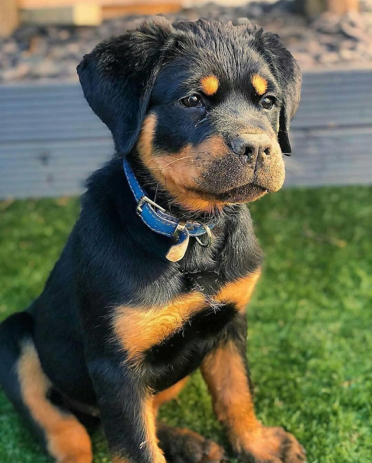 Dixie