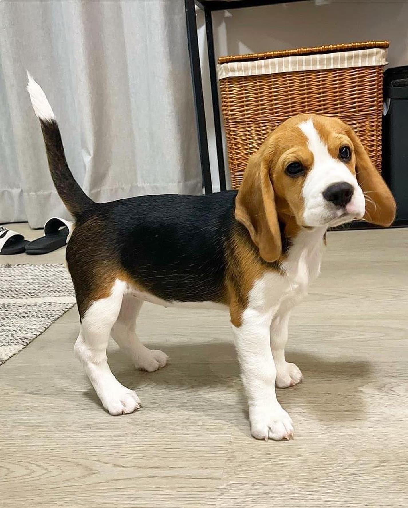 Humphrey
