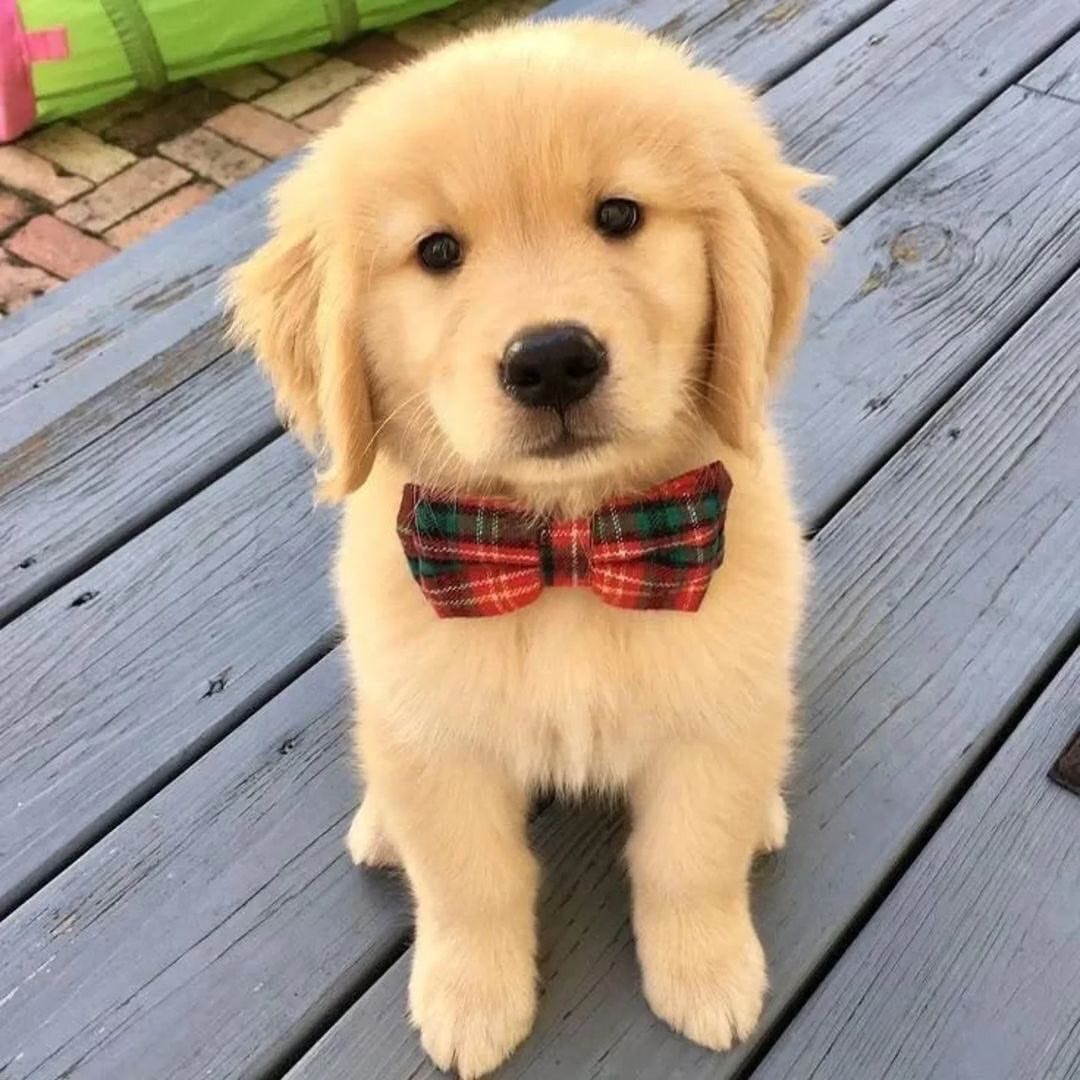 Whiskey