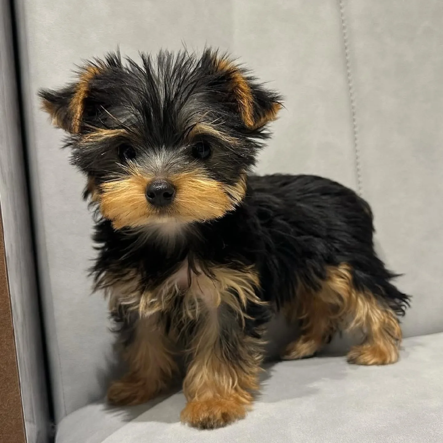 Bruno